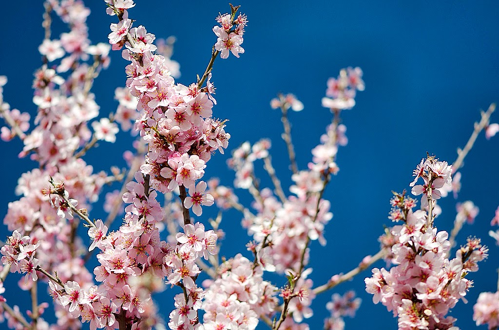 Lenda das Amendoeiras em Flor