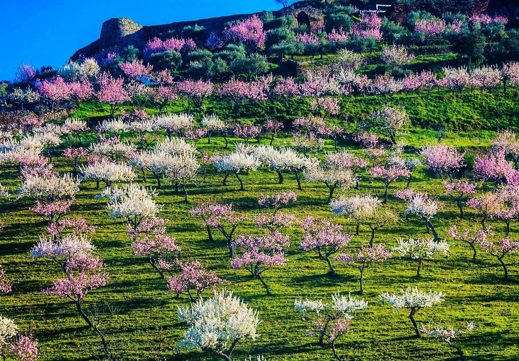 Lenda das Amendoeiras em Flor