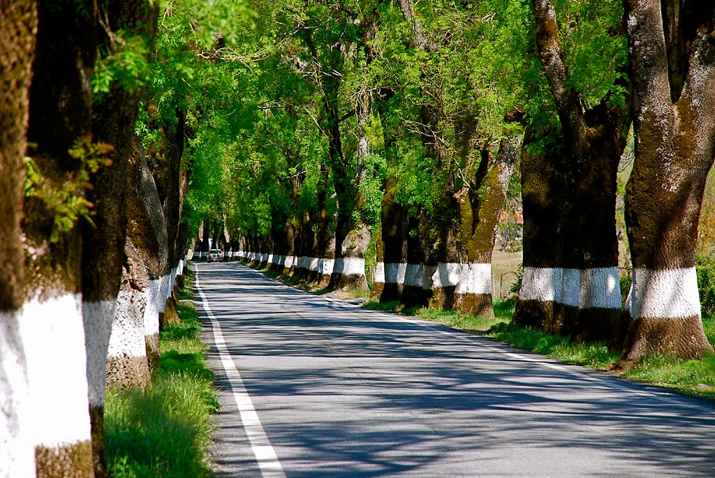 Estrada Nacional 246-1