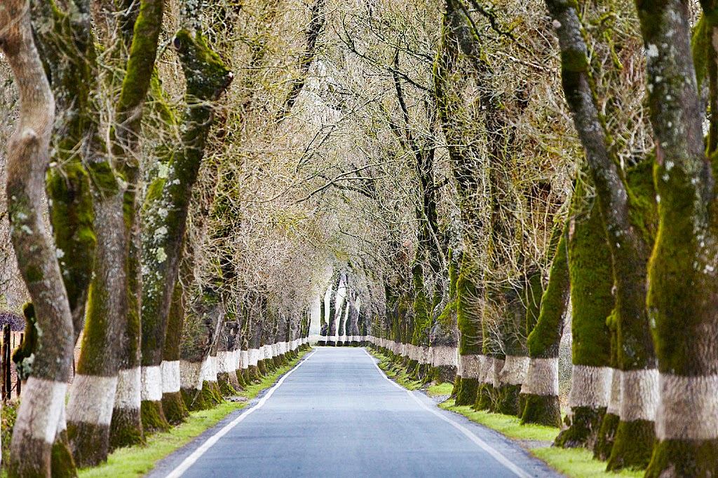 Estrada Nacional 246-1