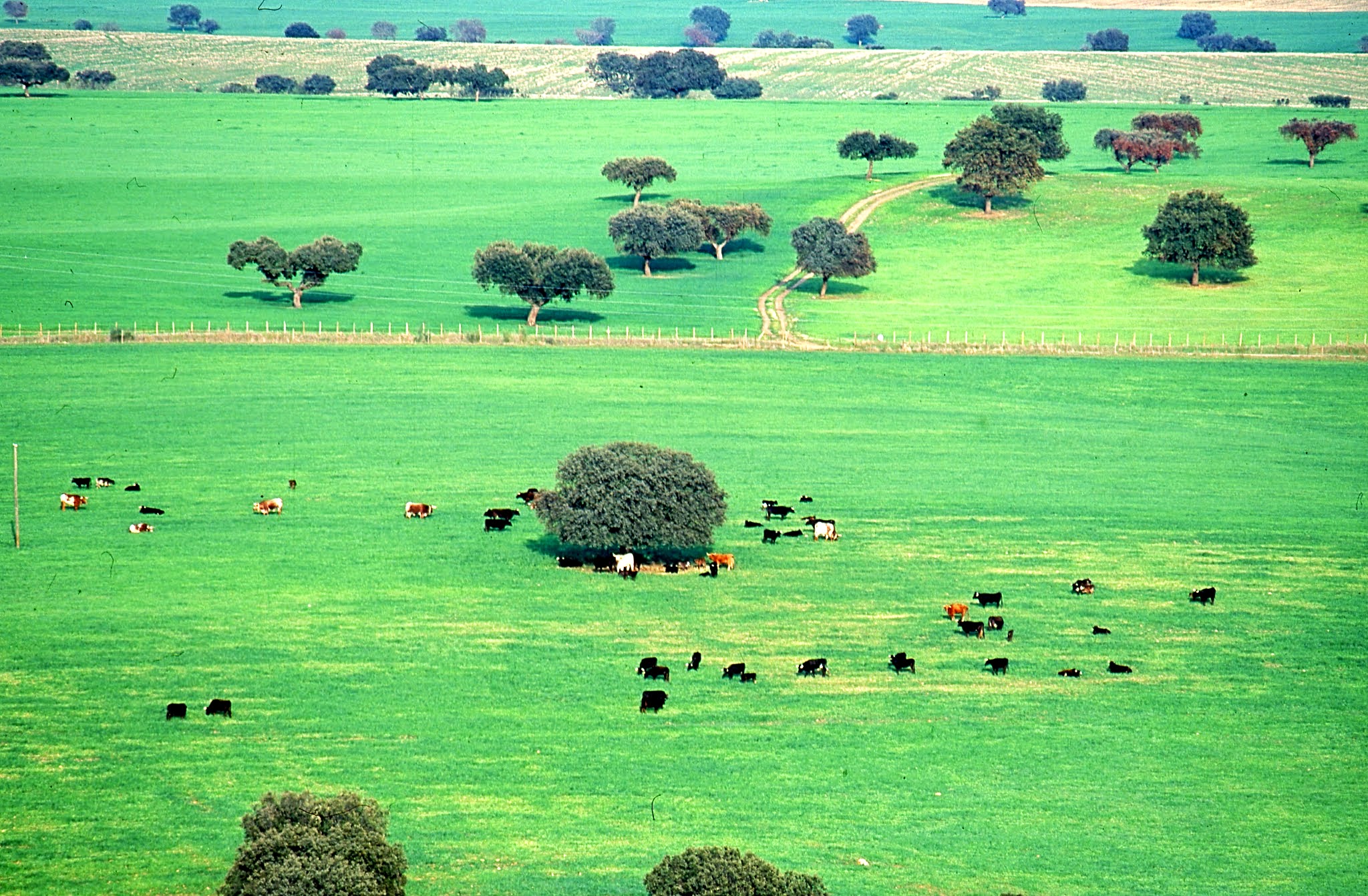Sobreiros